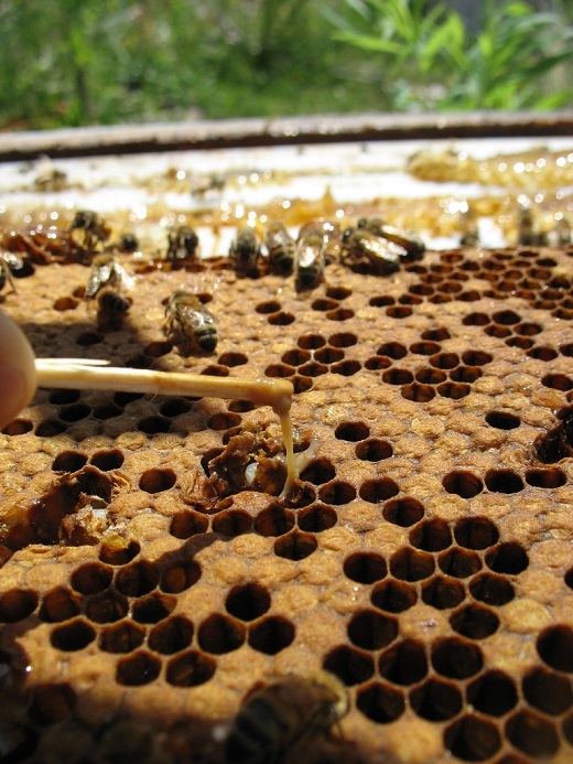 Američka gnjiloća nije sramota | Savez udruženja pčelara Republike Srpske